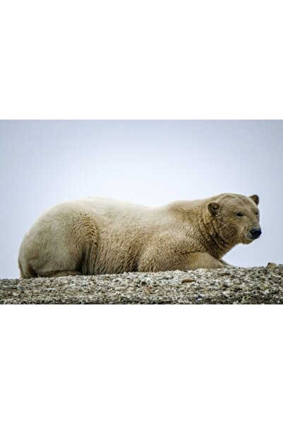 OEM Tablou pe pânză, „Urs polar odihnindu-se pe ghețar”, 90 x 50 cm