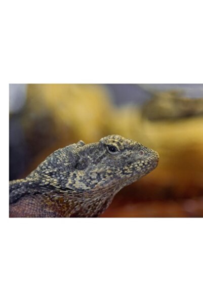 OEM Tablou Canvas, "Nu stiu cine este in imagine.", 100 x 70cm