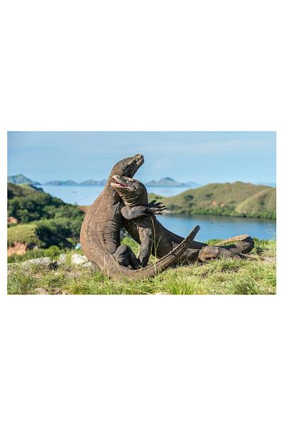 OEM Tablou Canvas, "Imbratisarea dragonilor de Komodo", Balans, Natura, Forta, Intindere, Armonie, Salba