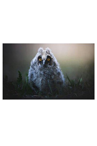OEM Tablou Canvas, "Micul bufnita in lumina diminetii", 54 x 39cm