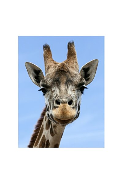 OEM Tablou Canvas, "Gat lung sub cer senin", 50 x 70cm