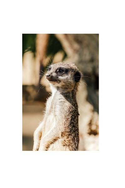 OEM Tablou Canvas, Secretul veghii suricatei curioase, Meerkat, Curios, Alert...