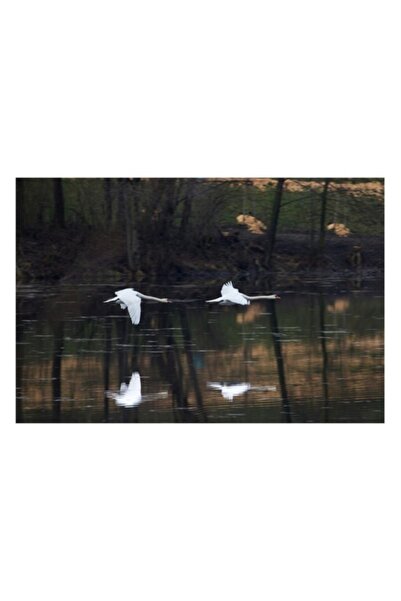 OEM Tablou Canvas, 'Zborul gratios al lebedei pe lac', Pasari, Lac, Reflectie...