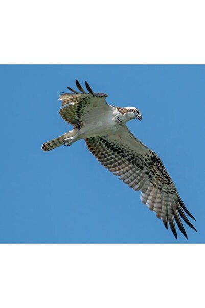 OEM Tablou Canvas, "Rasfatul inaltului cerului albastru", 70 x 50cm