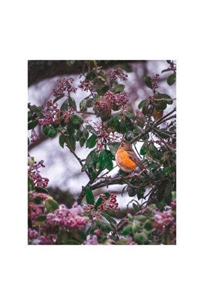 OEM Tablou Canvas, "Pasare cantand printre crengi inflorite", 70 x 100cm