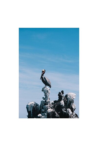 OEM Tablou Canvas, "Pelicani singuratic pe stanci calcaroase", 50 x 90cm