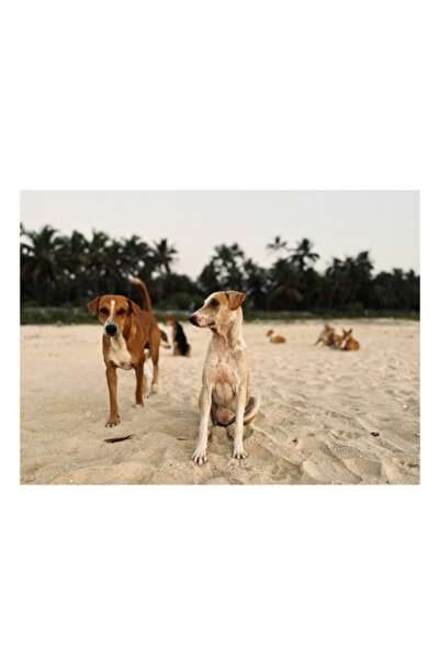 OEM Tablou Canvas, "Caini liberi pe plaja tropicala", 70 x 50cm