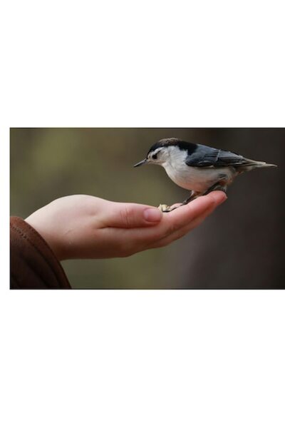 OEM Tablou Canvas, "Ospatul prieteniei in padurile linistite", 90 x 50cm