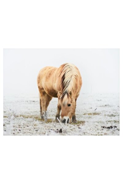 OEM Tablou Canvas, "Cal pe camp acoperit de bruma", 39 x 26cm