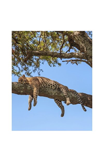 OEM Tablou Canvas, "Leopard odihnindu-se pe creanga securizata", 100 x 100cm