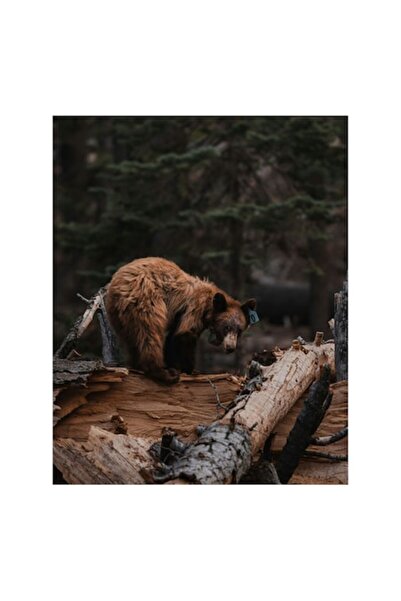 OEM Pictură pe pânză, „Urs căutând hrană printre copacii căzuți”, Natură, Păd...