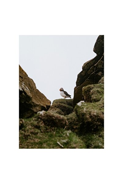 OEM Tablou Canvas, "Puffin intre stancile verzi ale insulei", 50 x 70cm