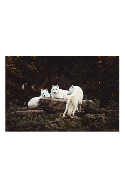 OEM Tablou Canvas, "Lupi albi odihnindu-se in padure", 90 x 50 cm