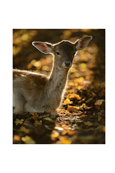OEM Tablou Canvas, "Caprioara in lumina toamnei blande", 50 x 50cm