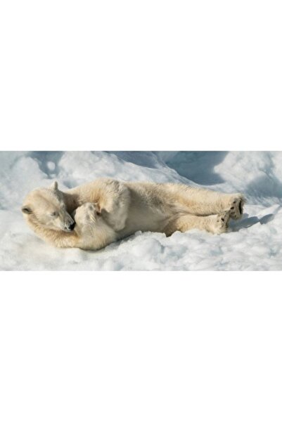 OEM Tablou Canvas, 'Ursi polari jucandu-se pe zapada.'