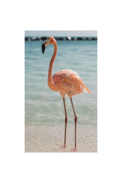 OEM Tablou Canvas, "Flamingo elegant pe malul marii", 70 x 100cm