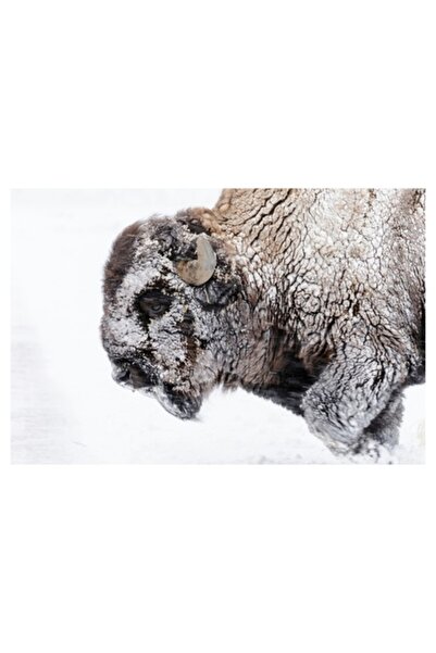 OEM Tablou Canvas, "Bivol inzapezit in pustietate alba", 90 x 50cm