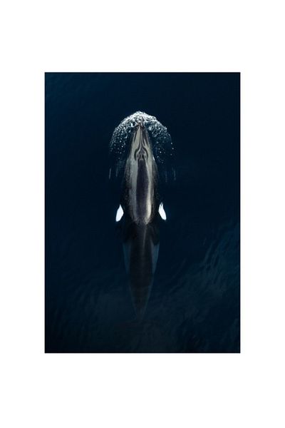 OEM Tablou Canvas, "Orca inotand in apa albastra", 26 x 39cm