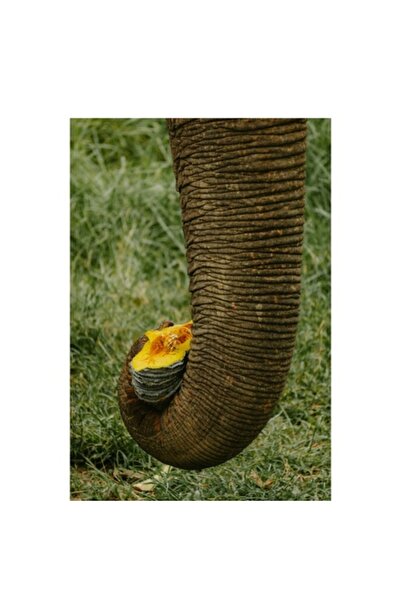 OEM Pictură pe pânză, „Trompă de elefant cu dovleac”, 100 x 100cm