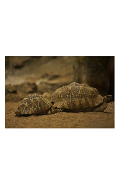 OEM Tablou Canvas, "Testoasele in cautarea soarelui", Testoase, Nisip, Carapa...