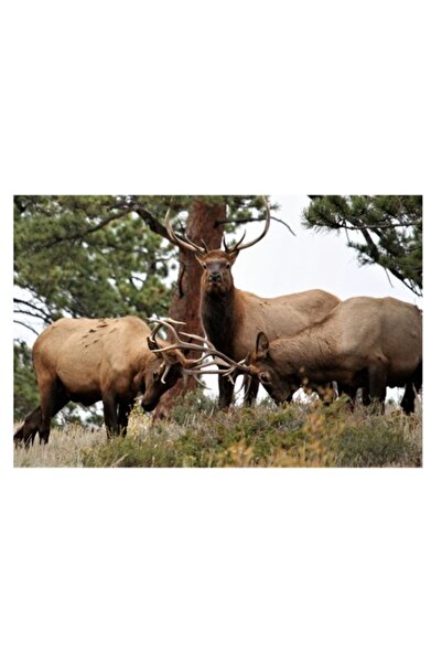 OEM Tablou Canvas, "Cerbii in mijlocul padurii vesnice", 50 x 50cm