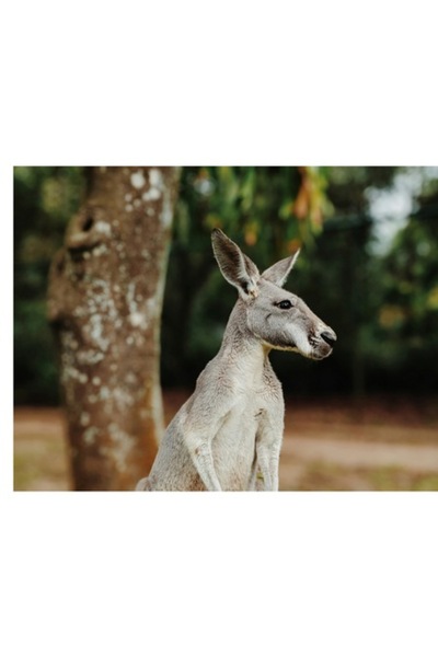 OEM Tablou Canvas, "Cangurul la umbra copacului batran", 90 x 50cm