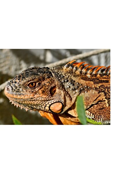 OEM Tablou Canvas, "Iguana in razele soarelui de dimineata", 90 x 50cm