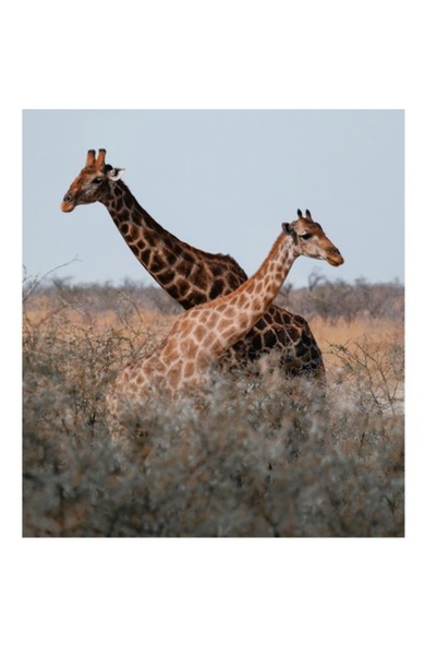 OEM Tablou Canvas, "Girafe gratioase in savana africana", 70 x 100cm