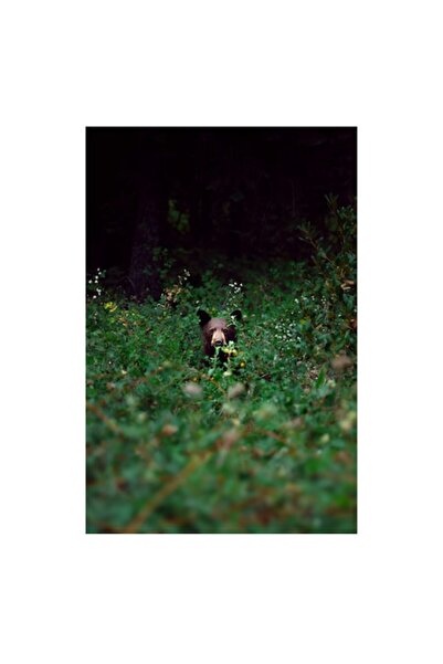 OEM Tablou Canvas, Ursul ascuns in desisul padurii, 26 x 39cm