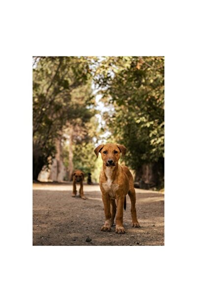 OEM Tablou Canvas, "Cateii exploratori ai padurii verzi", 70 x 100cm