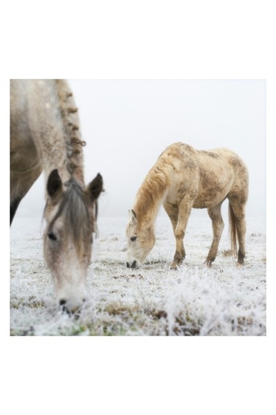 OEM Tablou Canvas, "Cai pascand in ceata diminetii", 100 x 150cm