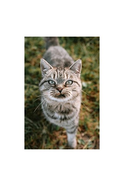 OEM Tablou Canvas, "Pisica curioasa in gradina verde", 50 x 70cm