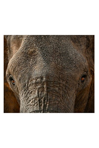 OEM Tablou Canvas, "Privirea impunatoare a elefantului batran", 150 x 100cm