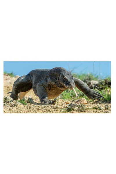 OEM Pictură pe pânză, „Dragonul de Komodo în habitatul său”