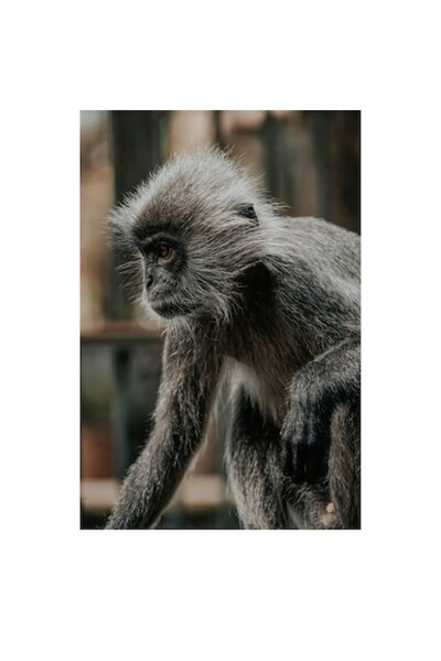 OEM Tablou Canvas, Premium, Panza Bumbac, Sasiu Lemn