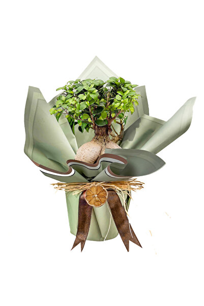 Fidanburada Bonsai Mini (Ficus Ginseng) Hediye Paketli