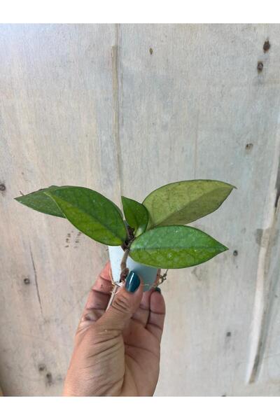 nazlı çiçekçilik Hoya MUM Çiçeği Fidesi Yeşil Yapraklı