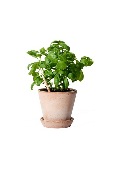 Natural Creion plantabil, Sprout, busuioc