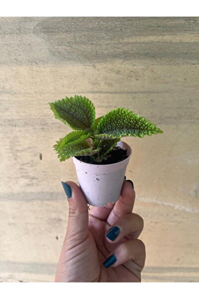 nazlı çiçekçilik Pilea İnvolucrata Dostluk bitkisi