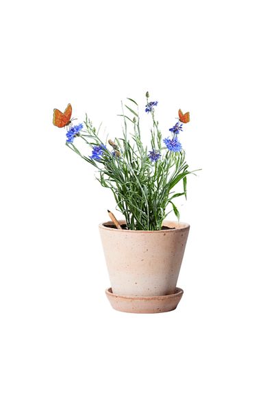 Natural Plantable Sprout Pencil, Wild Flowers