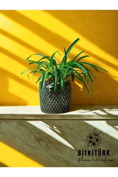 BitkiTÜRK Ribbon Plant Flower in Custom Design Concrete Flower Pot