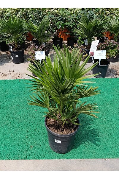 Yades Chamaerops Humilis - Bodur Palmiye