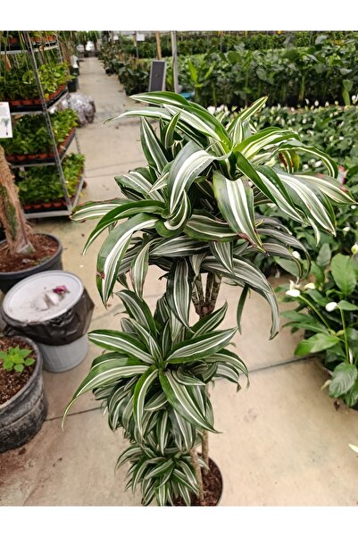 Yades Dracaena Jade Jawel Bitkisi 4'lü