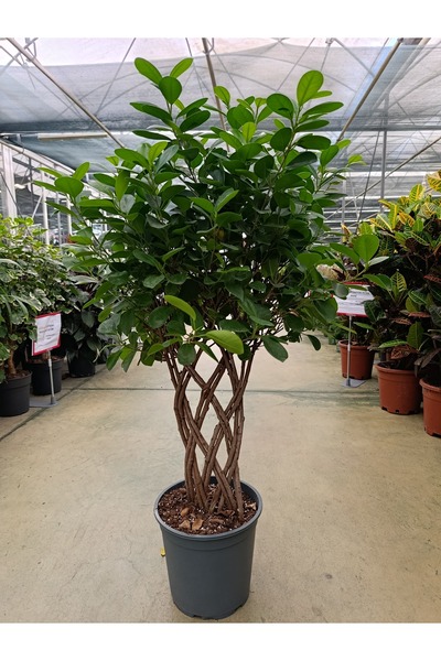 Yades Ficus Maclome Braided Bitkisi ( İthal)