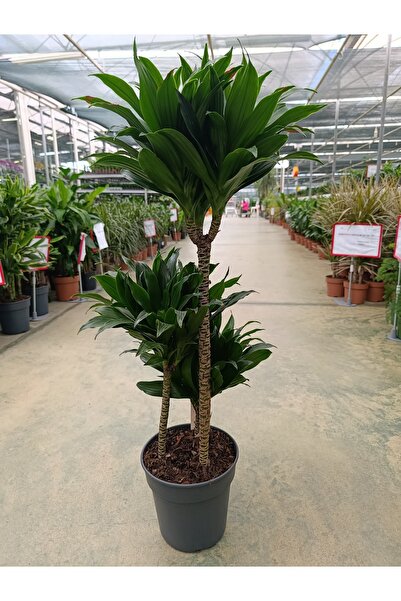 Yades Dracaena Compacta 3 Köklü Ve Gövdeli Bitki