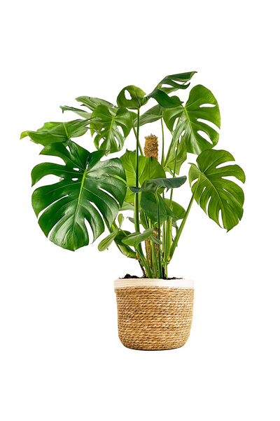 Fidanburada Deve Tabanı Xl (MONSTERA DELİCİOSA) Lane Beyaz Hasır Saksılı