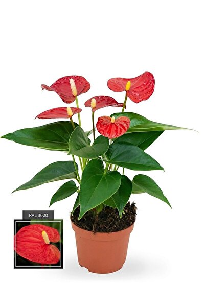 Aysima Çiçekevi Kırmızı Anthurium Antoryum Ev Ofis Salon Bitkisi Kırmızı Antoryum
