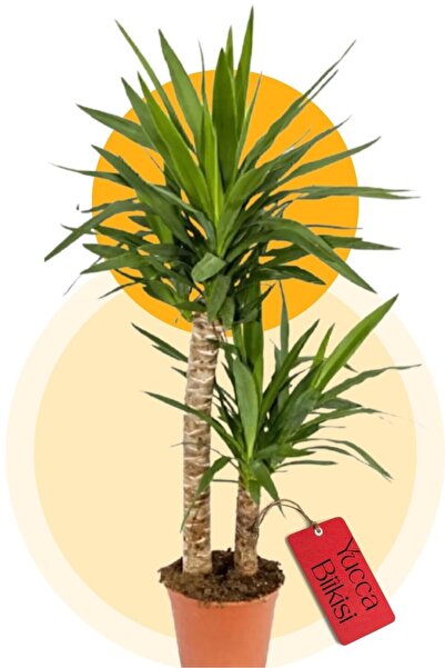Garden Online Yucca - Yuka Bitkisi 2 Gövdeli Yucca Avize Çiçeği Canlı Salon Bitkisi 100-120cm