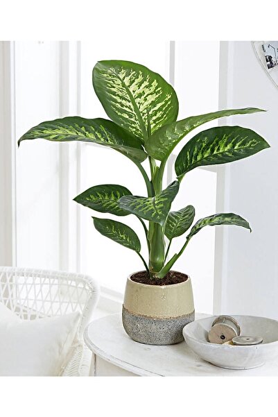 GoldLotus Dieffenbachia - Difenbahya Tropic Snow 40-50 Cm Boyunda Üretim Saksısında
