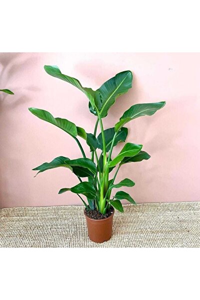SENA BOTANİK VE ÇİÇEK Strelitzia Starliçe 70 Cm Boyunda Salon Bitkisi Iç Mekan Bitkisi Özel Kutu